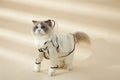 PAWLORAK  Over Glam | Transparent Rain Coat