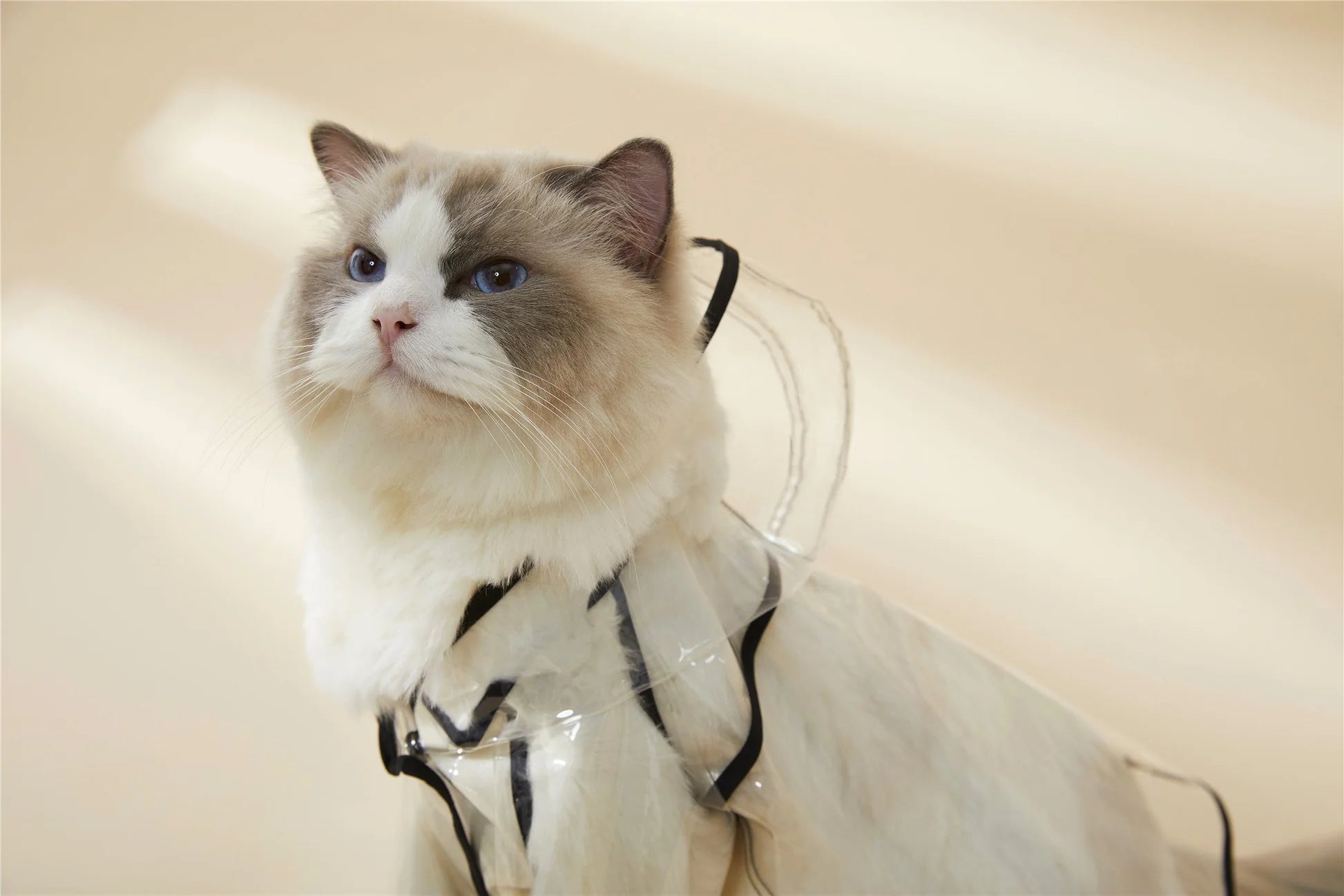 PAWLORAK  Over Glam | Transparent Rain Coat