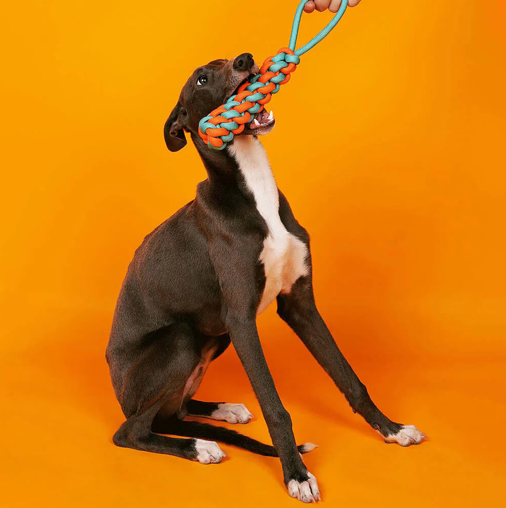 PAWLORAK  Braided Rope Stick Tug Dog Toy - Color Clash