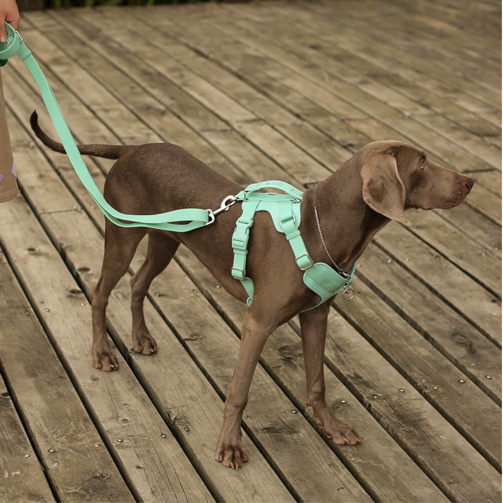 PAWLORAK  Gummy Cool Dog Accessories Walk Set