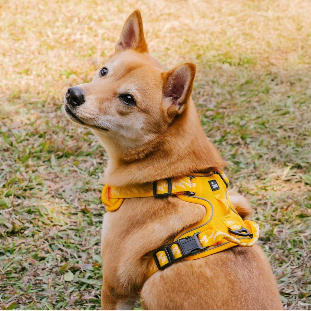 PAWLORAK  Reflective Adjustable Outdoor Dog Harness - Flexi Walker