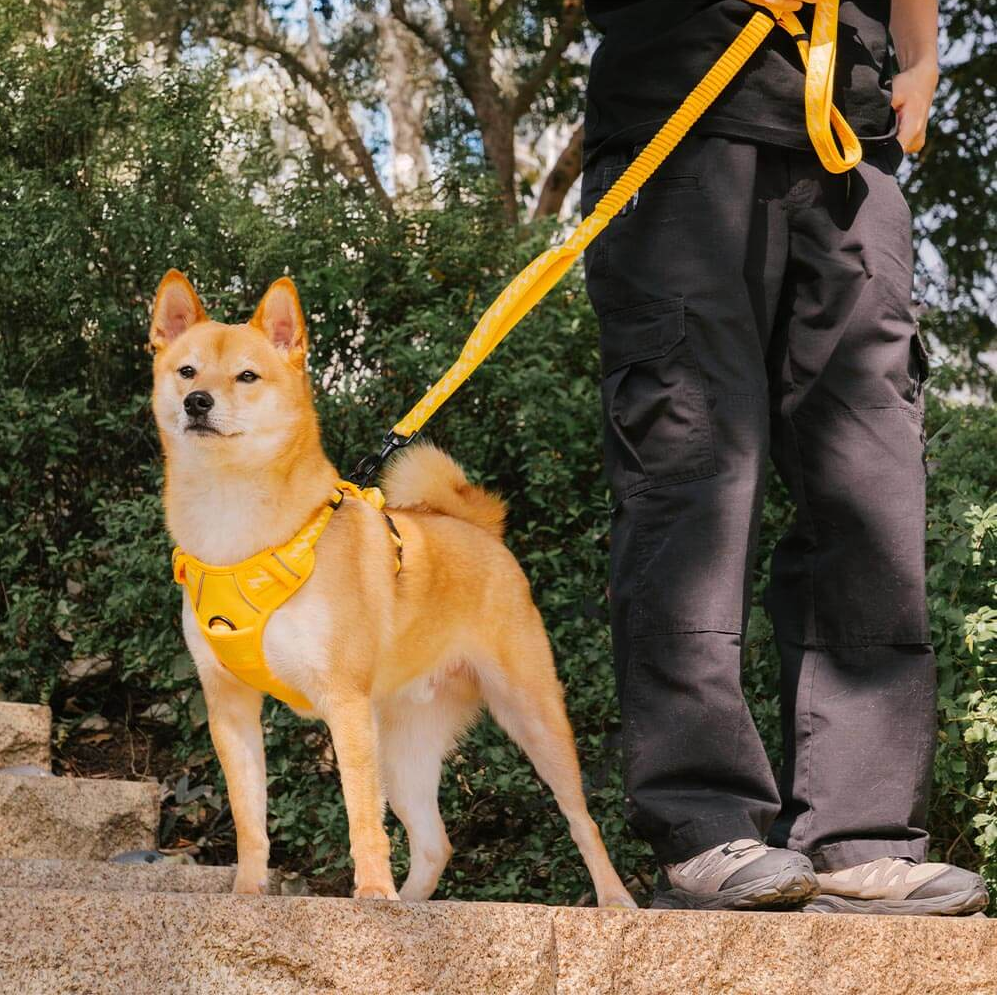 PAWLORAK  Reflective Adjustable Outdoor Dog Harness - Flexi Walker