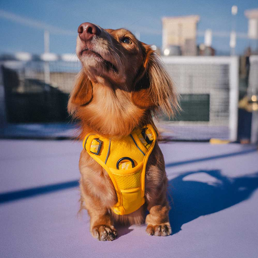 PAWLORAK  Reflective Adjustable Outdoor Dog Harness - Flexi Walker