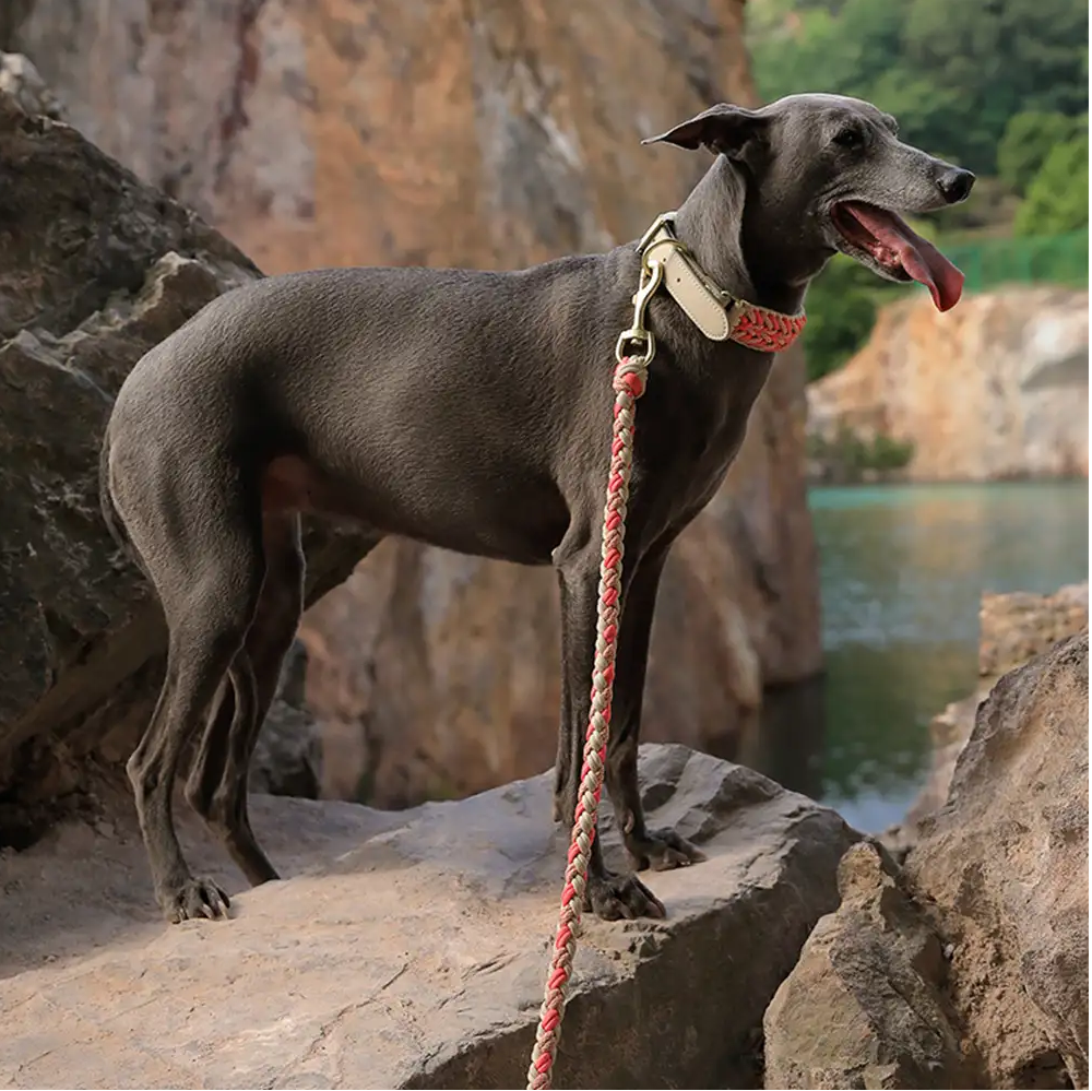 PAWLORAK  Heavy-Duty Hand-Woven Nylon Dog Leash for Medium and Large Dogs