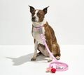 PAWLORAK  Waterproof Collar + Waterproof Leash Walk Kit