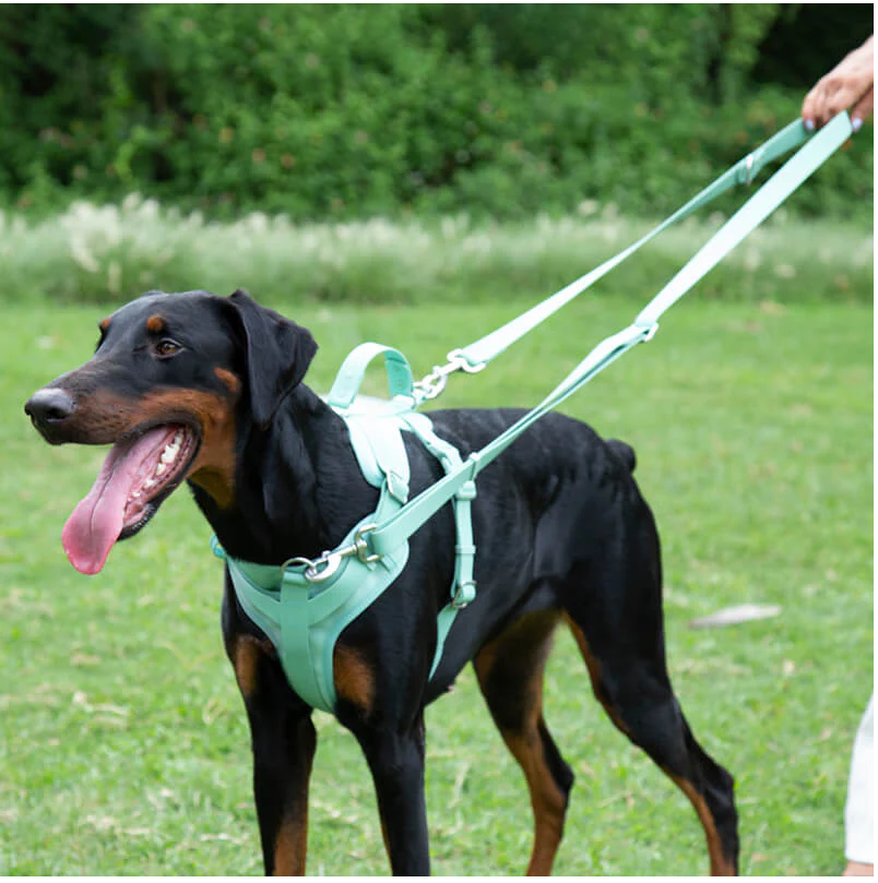 PAWLORAK  Gummy Dog Leash