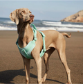 PAWLORAK  Gummy Dog Harness