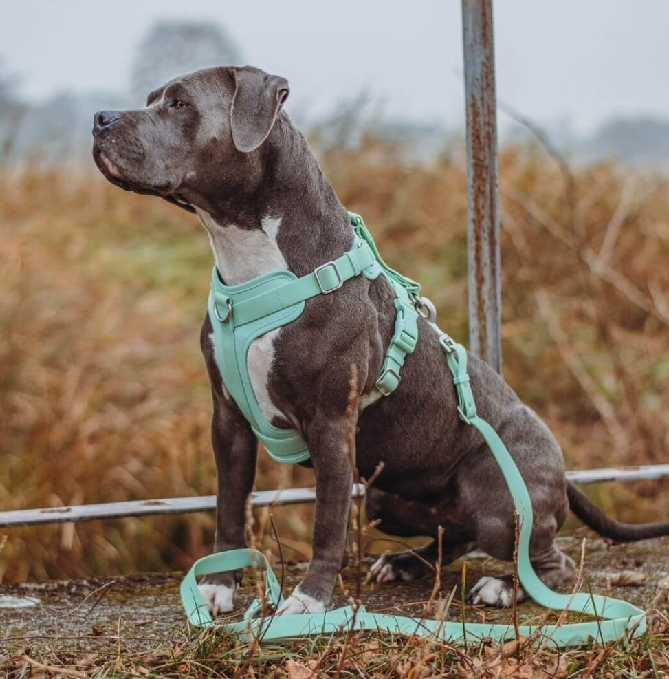 PAWLORAK  Gummy Dog Harness