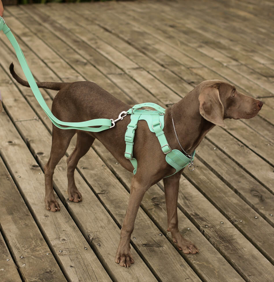 PAWLORAK  Gummy Dog Harness