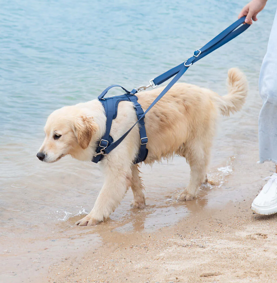 PAWLORAK  Gummy Dog Harness